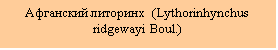 Подпись: Афганский литоринх  (Lythorinhynchus ridgewayi Boul.)