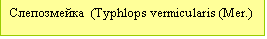 Подпись: Слепозмейка  (Typhlops vermicularis (Mer.)