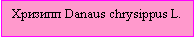 Подпись: Хризипп Danaus chrysippus L.