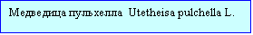 Подпись: Медведица пульхелла  Utetheisa pulchella L.