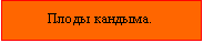 Подпись: Плоды кандыма.
